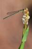 Ischnura senegalensis